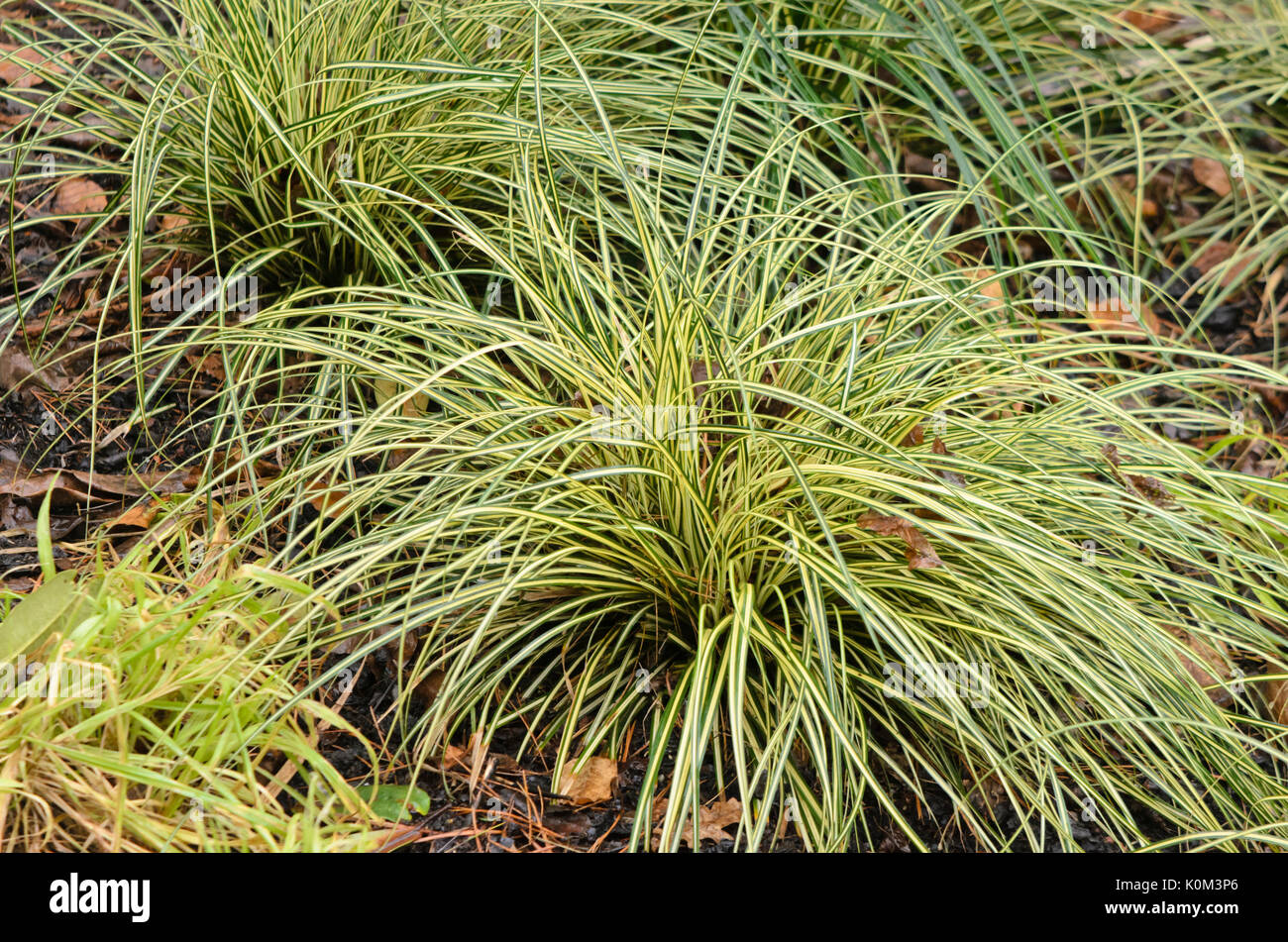 Japanese sedge (Carex oshimensis 'Evergold' syn. Carex hachijoensis 'Evergold') Stock Photo