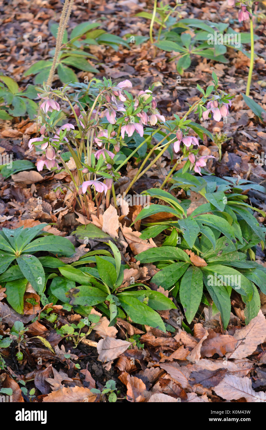 Lenten rose (Helleborus orientalis) Stock Photo