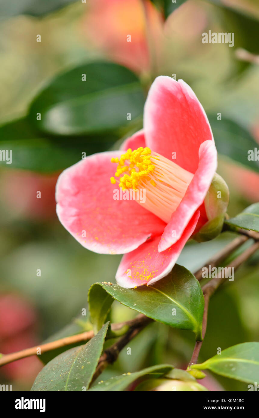 White japanese camellia hi-res stock photography and images - Alamy