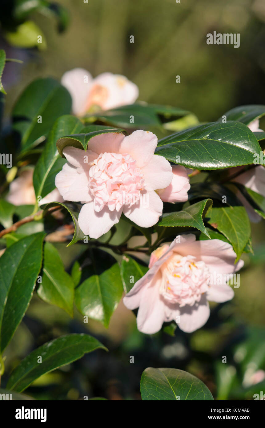 Japanese camellia (Camellia japonica 'Kewpie Doll') Stock Photo