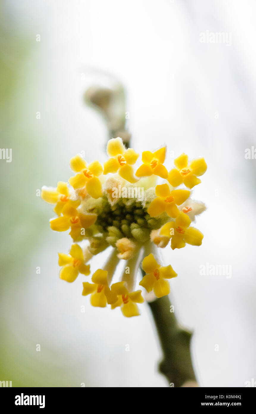 Oriental paperbush (Edgeworthia chrysantha) Stock Photo