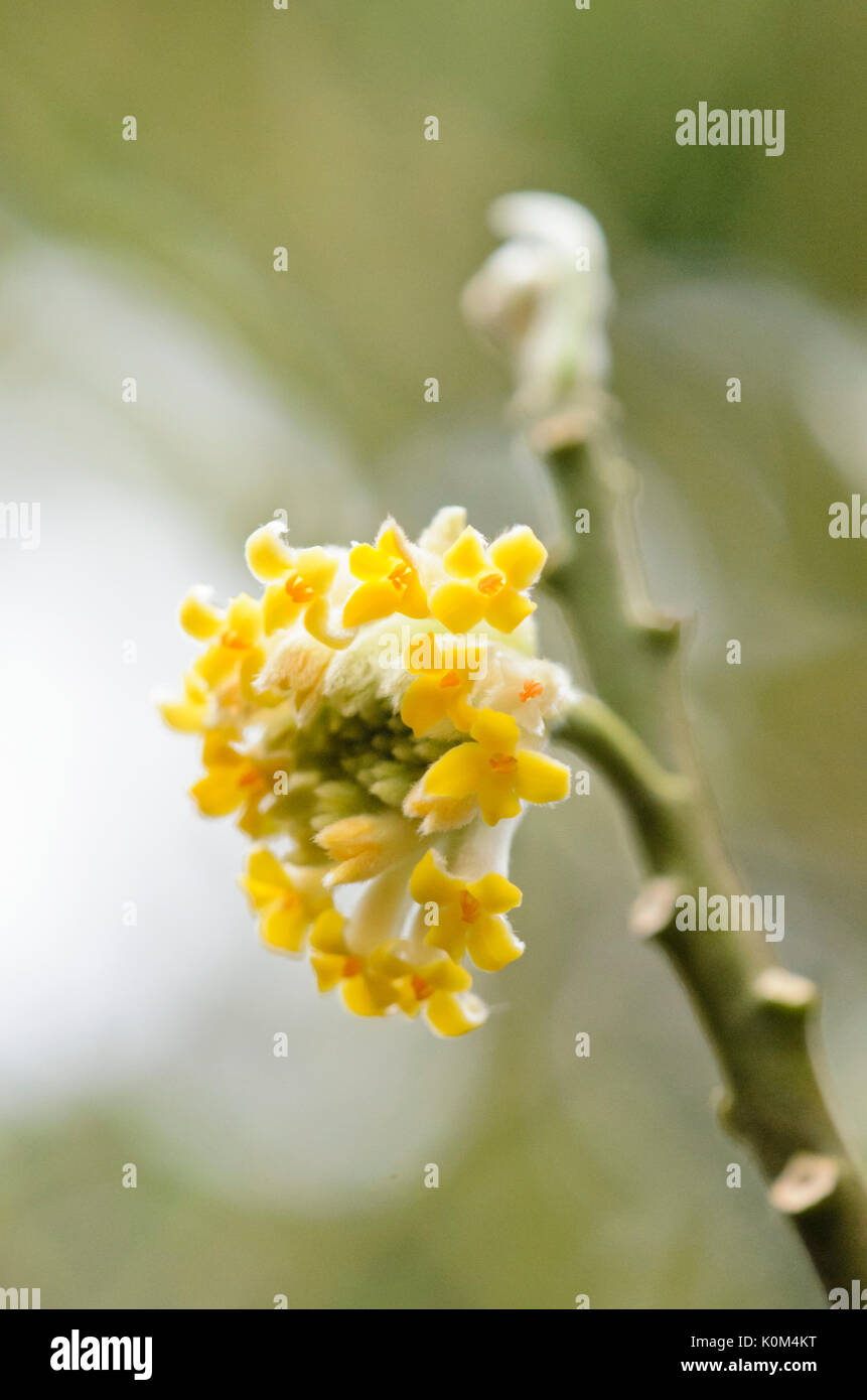 Oriental paperbush (Edgeworthia chrysantha) Stock Photo