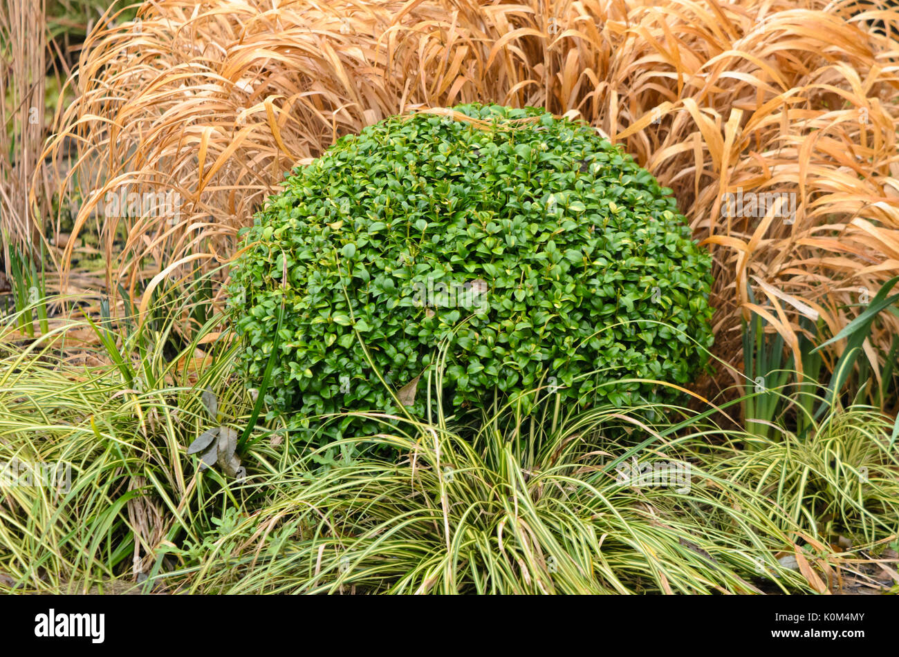 Common boxwood (Buxus sempervirens) with spherical shape Stock Photo