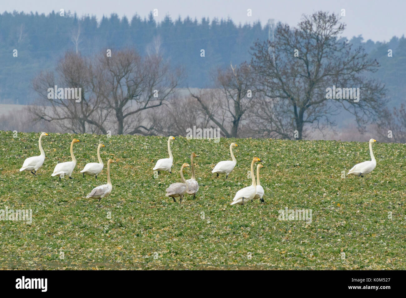 Whooper swans (Cygnus cygnus) on a field, Brandenburg, Germany Stock Photo