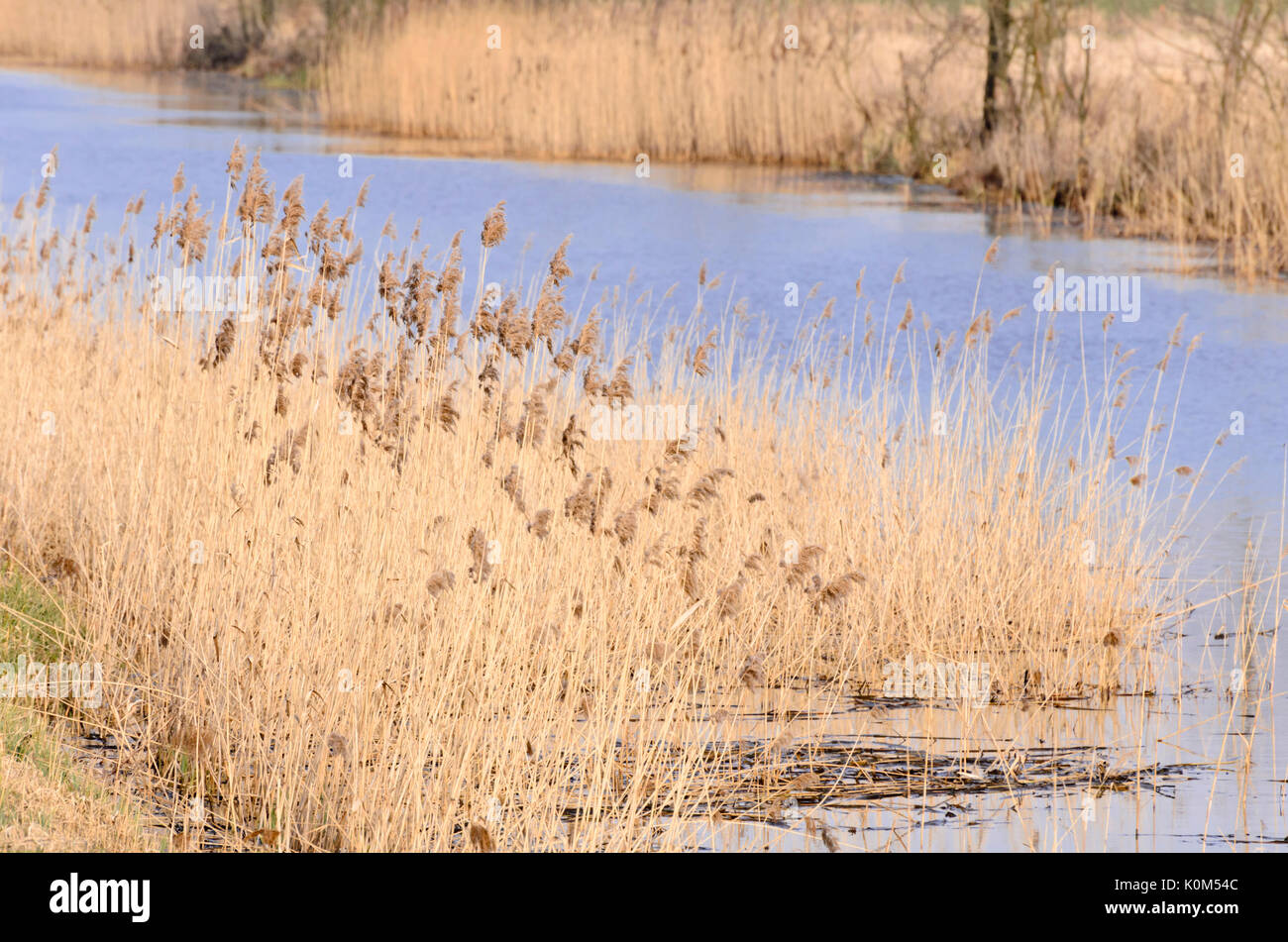 Common reed (Phragmites australis) Stock Photo