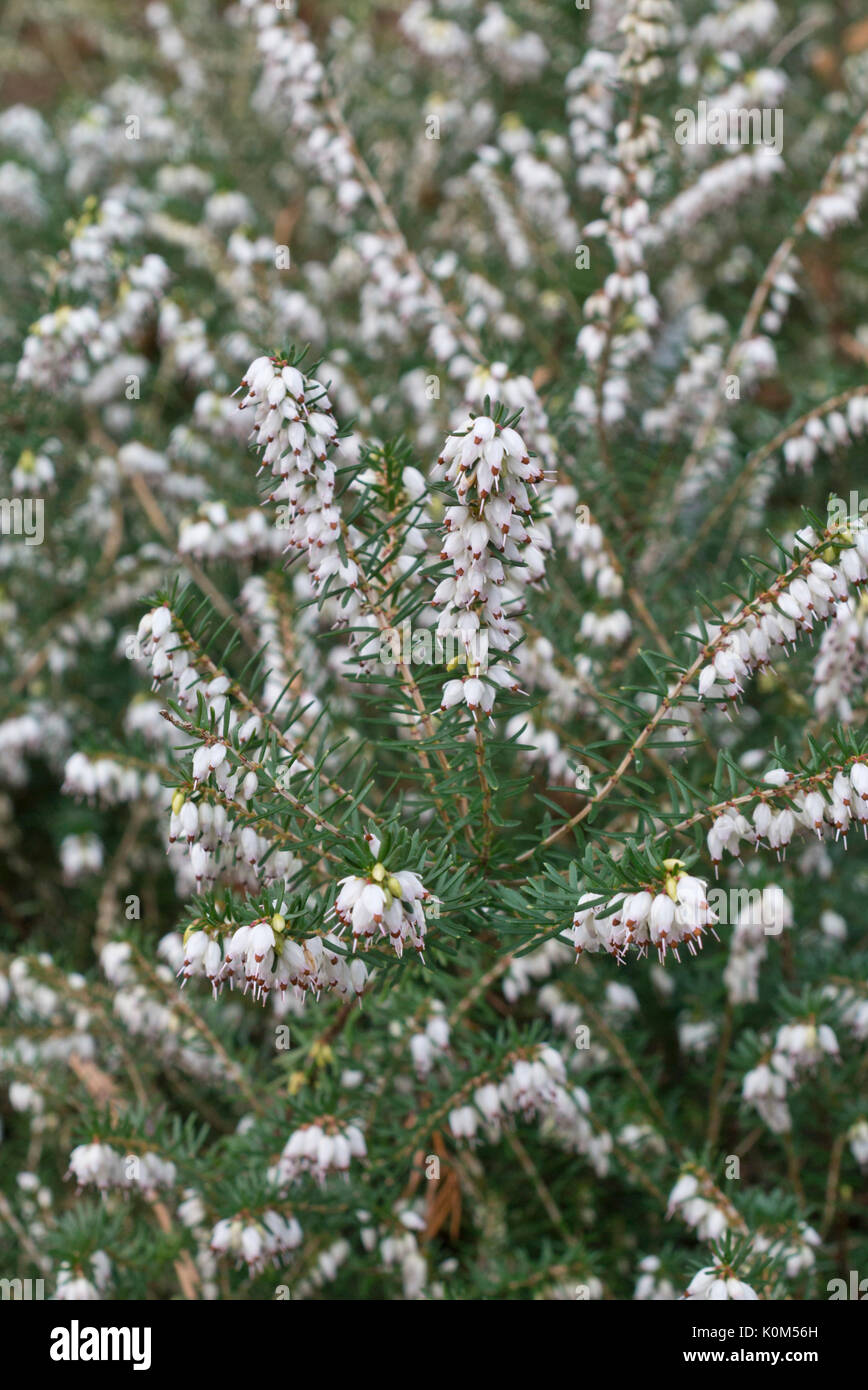 Winter heath (Erica x darleyensis 'Silberschmelze') Stock Photo