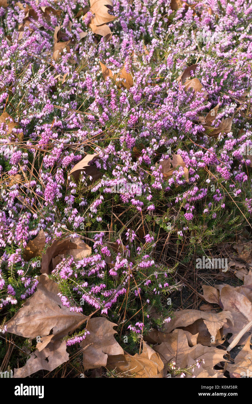 Winter heather (Erica carnea 'December Red' syn. Erica herbacea 'December Red') Stock Photo