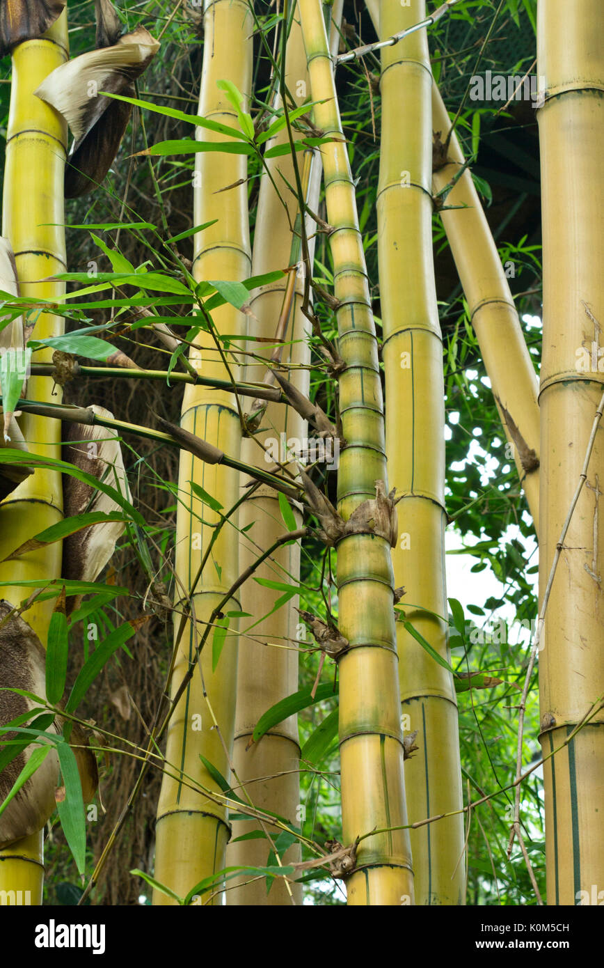 Golden bamboo (Bambusa vulgaris Stock Photo Alamy