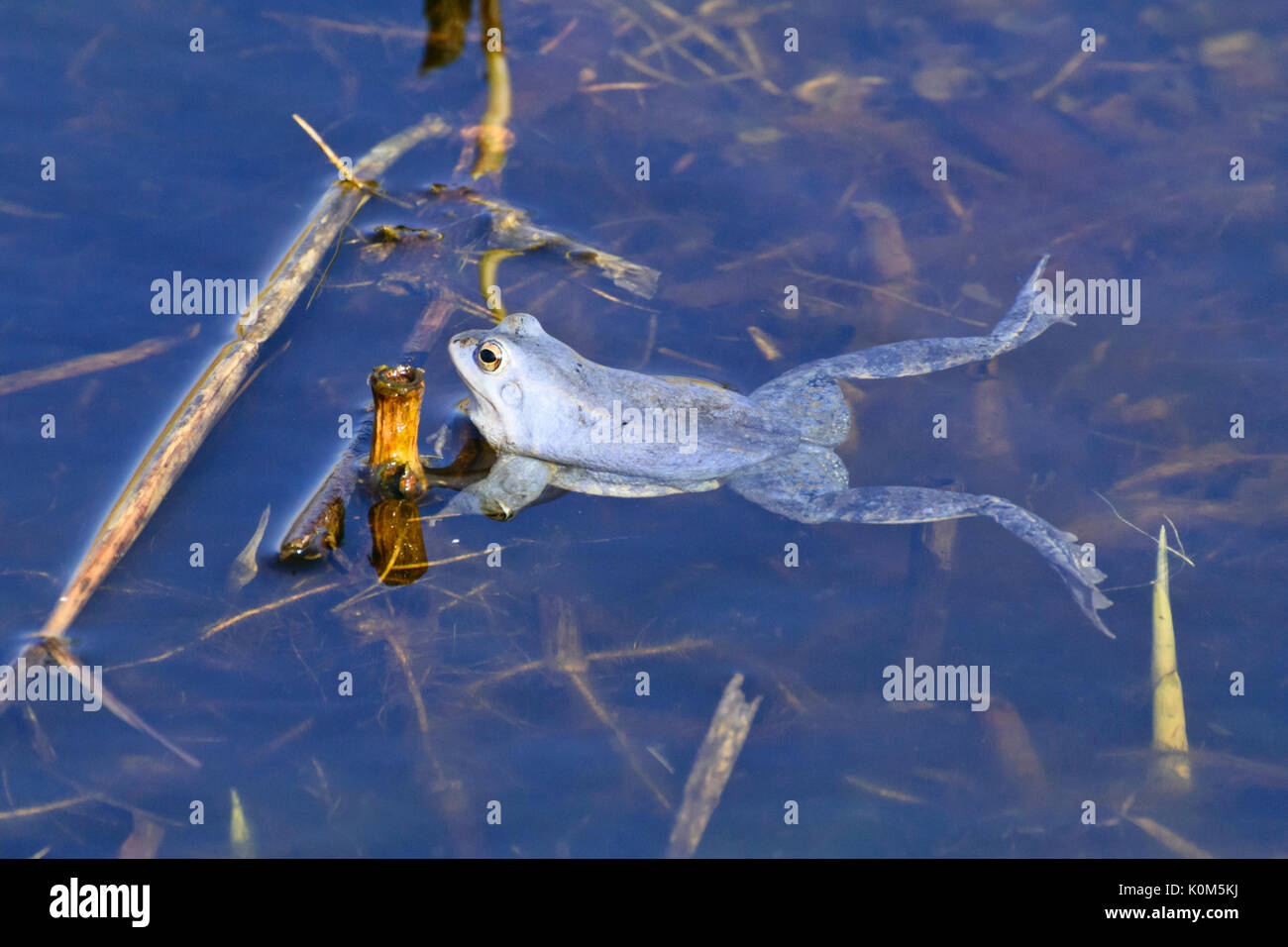 Moor frog (Rana arvalis), blue-coloured male during spawning season, Brandenburg, Germany Stock Photo