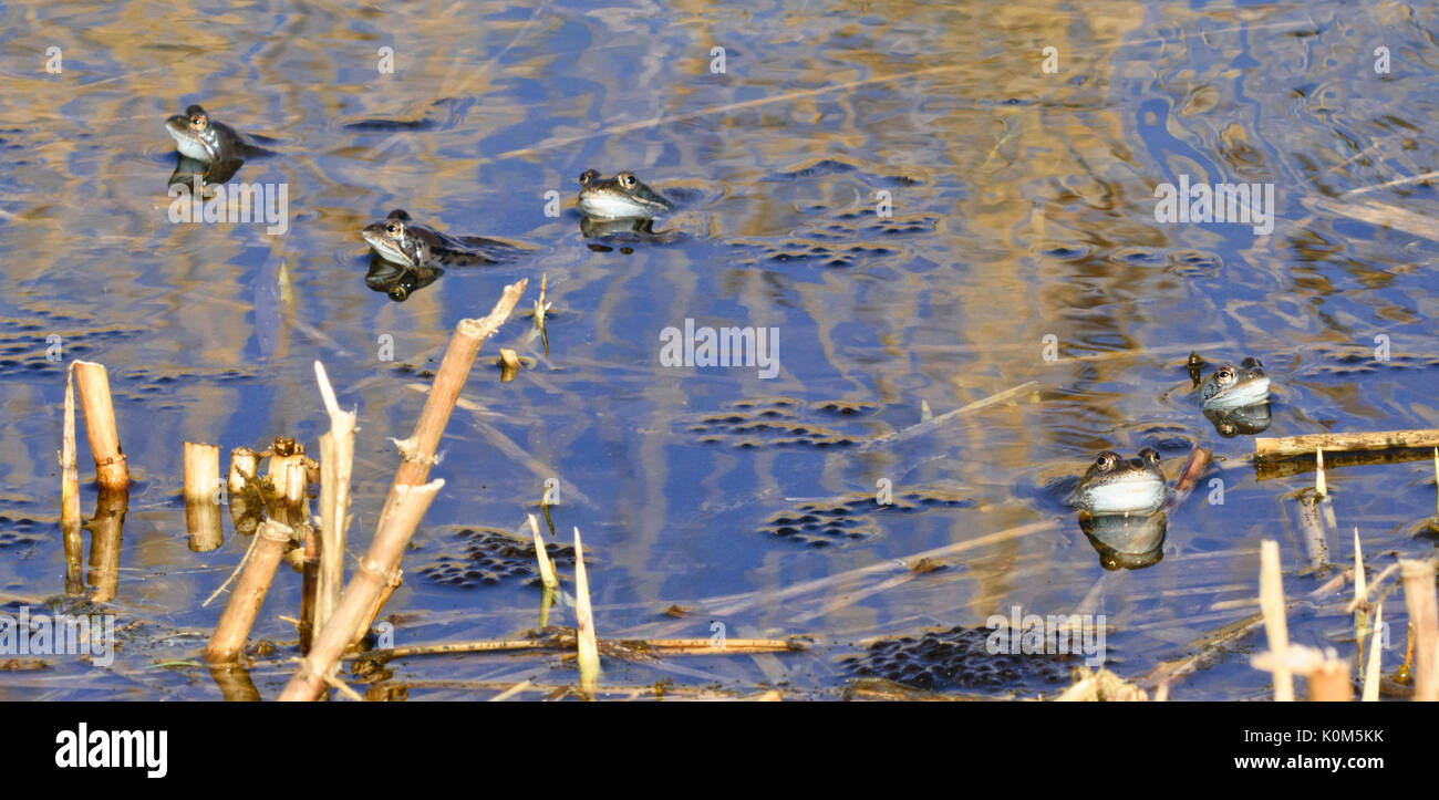 Moor frog (Rana arvalis), blue-coloured males during spawning season, Brandenburg, Germany Stock Photo