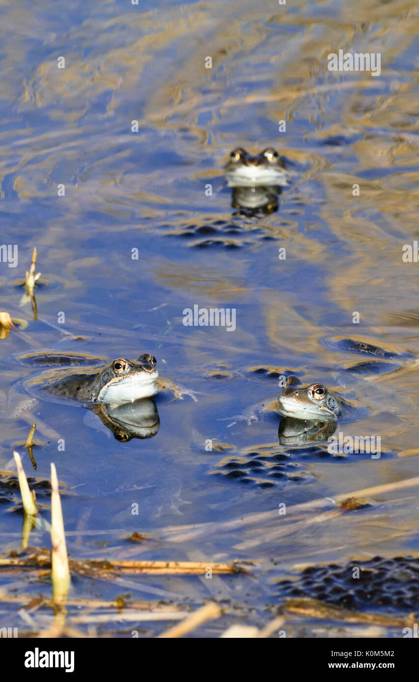 Moor frog (Rana arvalis), blue-coloured males during spawning season, Brandenburg, Germany Stock Photo