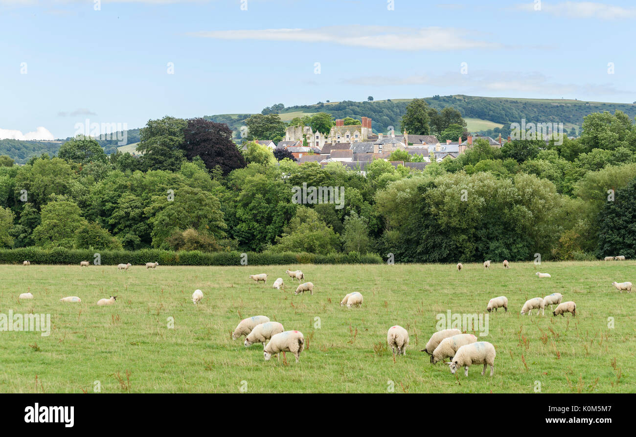 Sheep graze a field in the valley of the river Wyewith a background view of the abandoned castle and houses at Hay on Wye, a small town on the border  Stock Photo