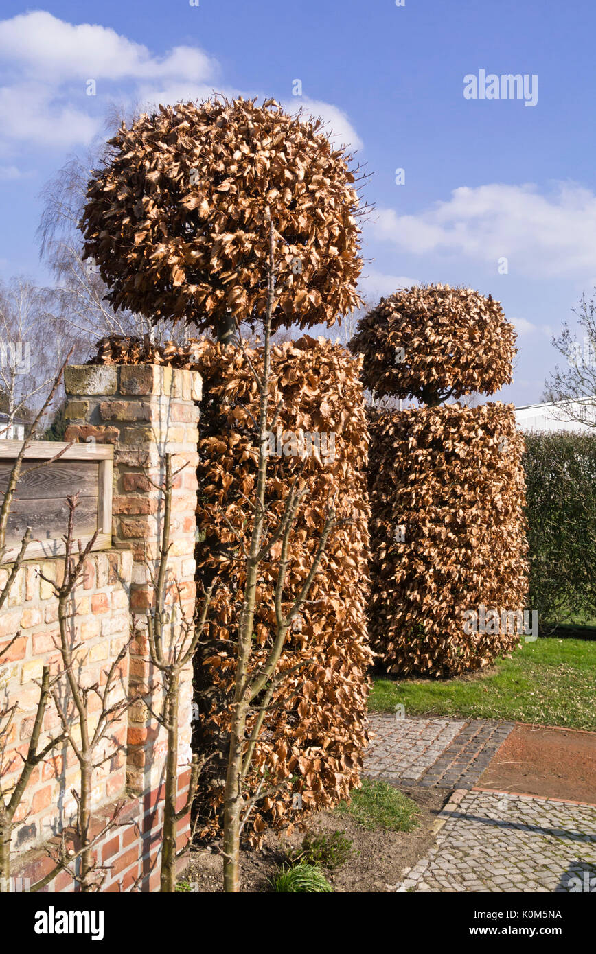 Common hornbeam (Carpinus betulus) Stock Photo