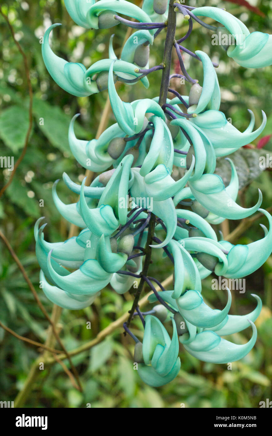 Jade vine (Strongylodon macrobotrys Stock Photo Alamy