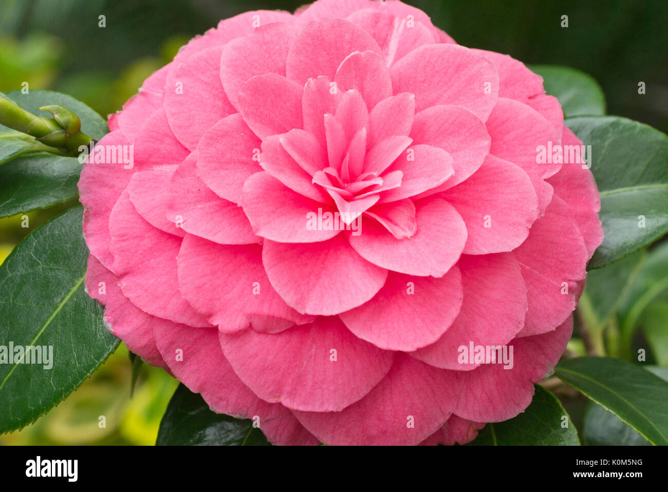 Japanese camellia (Camellia japonica 'General George Patton') Stock Photo