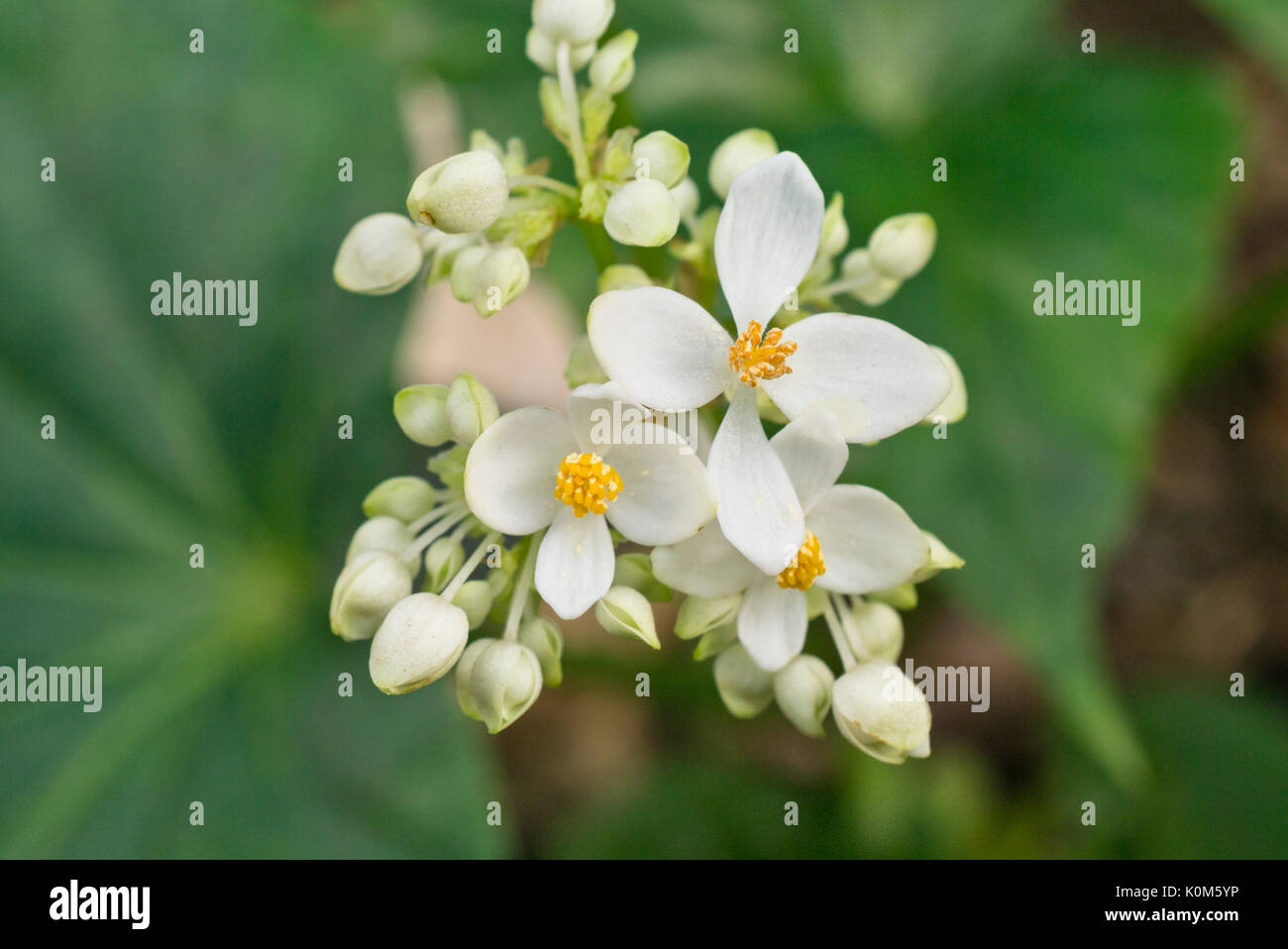 Begonia (Begonia odorata) Stock Photo
