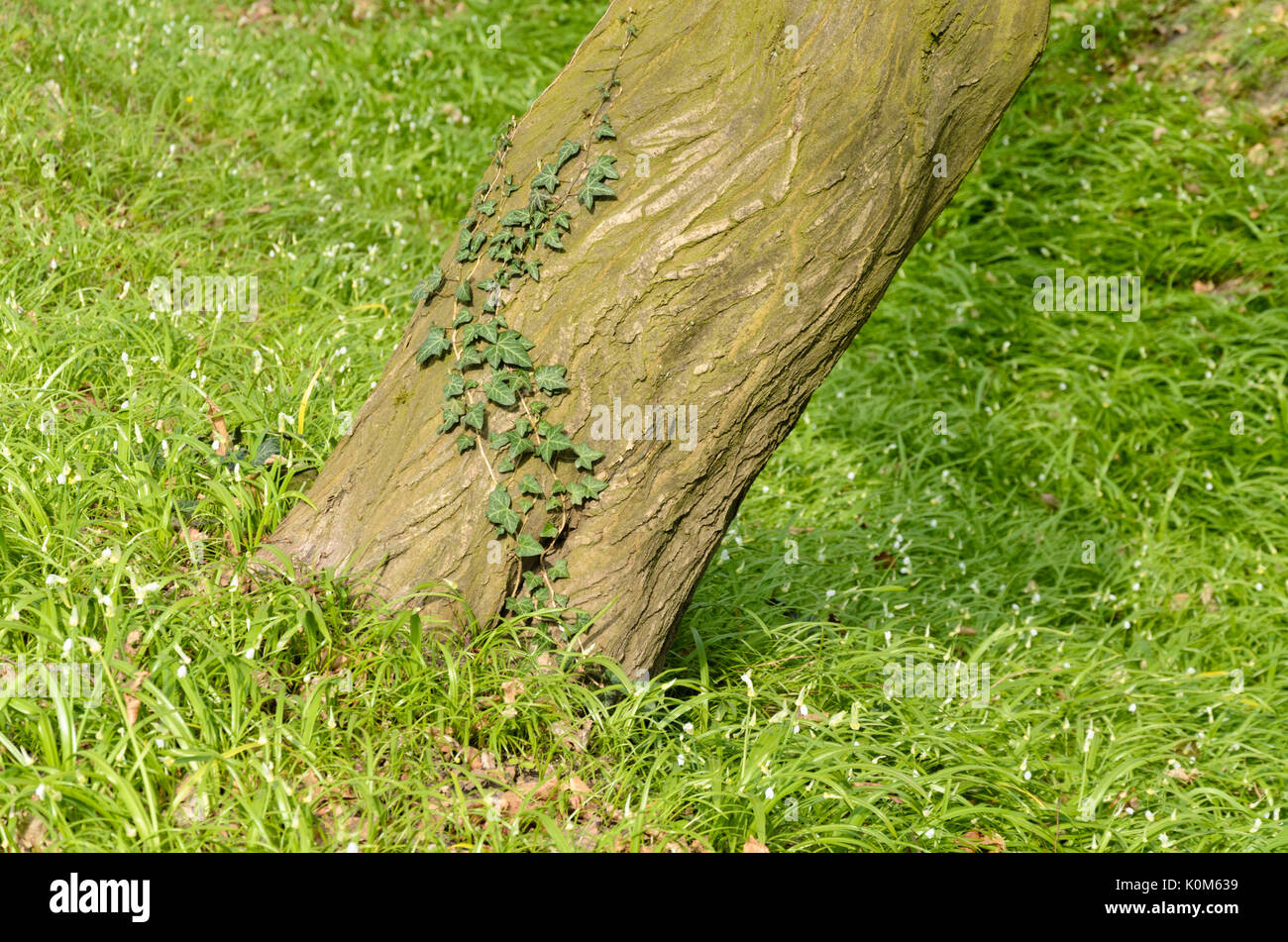 Few flowered leek (Allium paradoxum) and common ivy (Hedera helix) Stock Photo