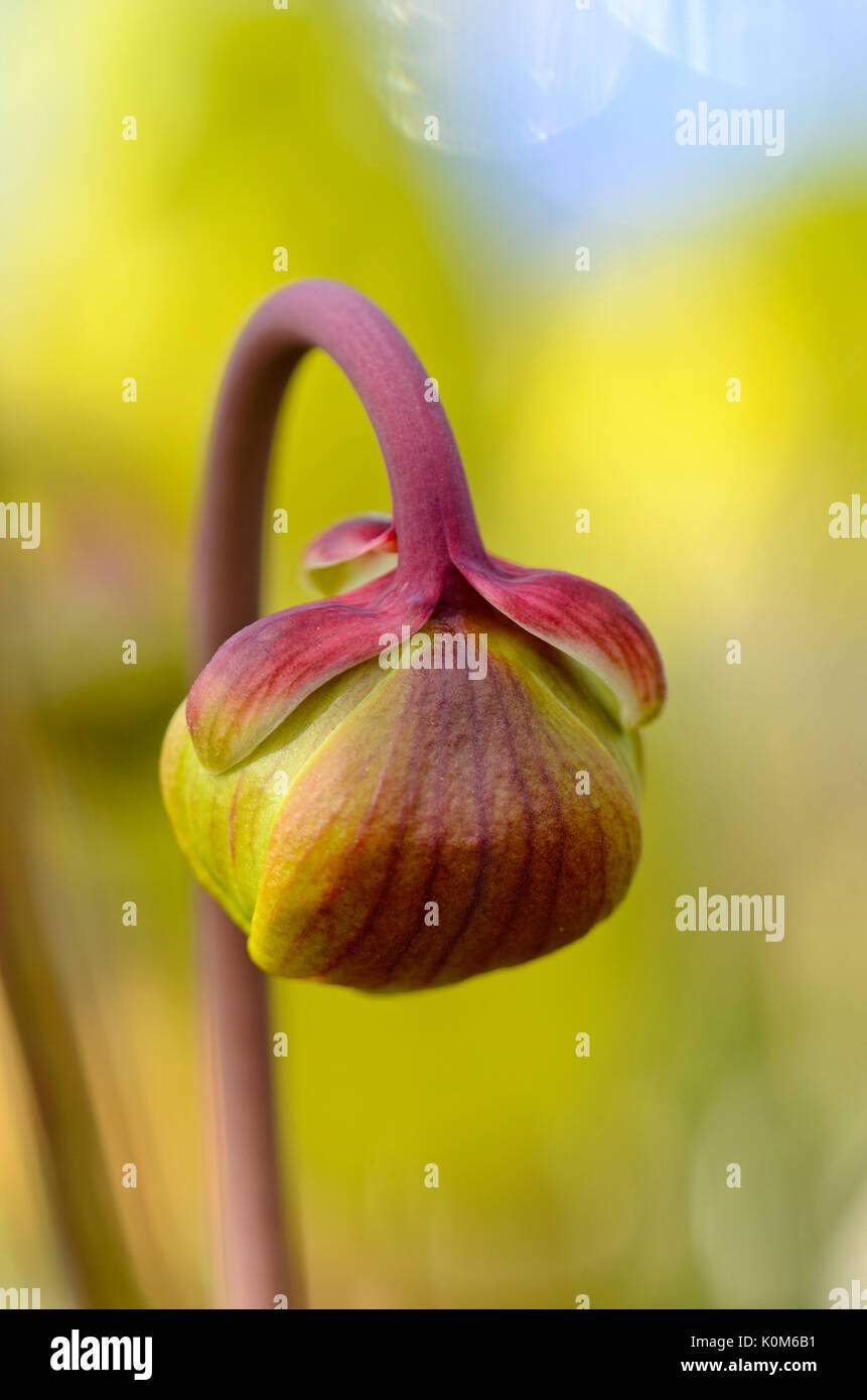 Yellow trumpet pitcher (Sarracenia flava var. rubricorpora) Stock Photo
