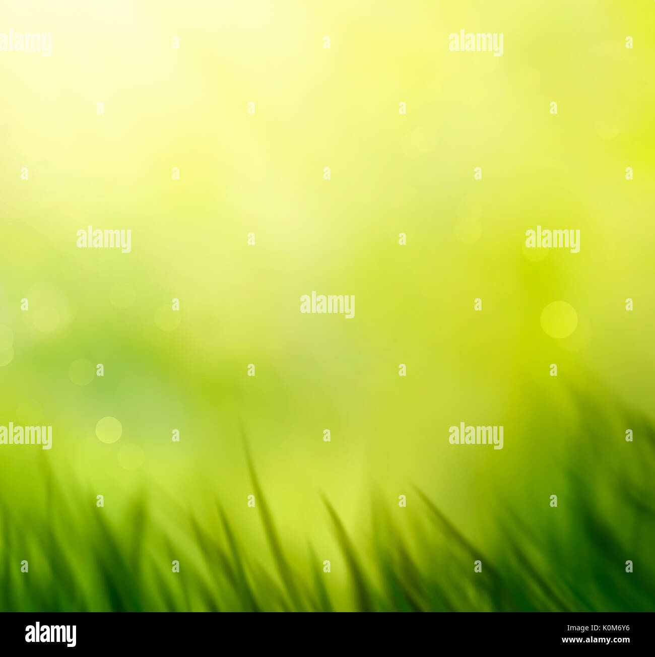 Spring grass. Blur background. Summer nature. Bokeh blurred background  Stock Photo - Alamy, image size:1300x1304