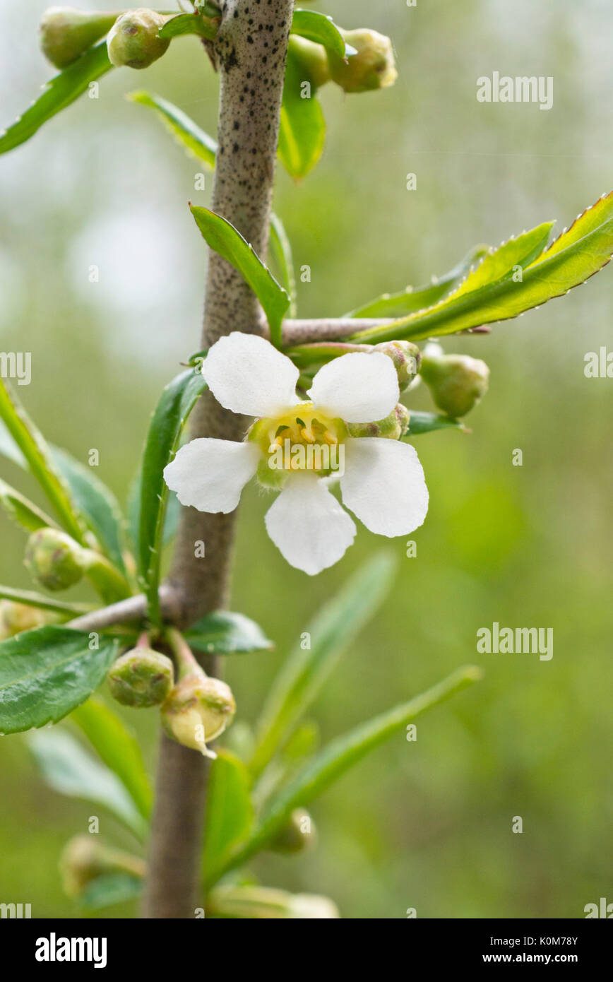 Cherry prinsepia (Prinsepia sinensis) Stock Photo