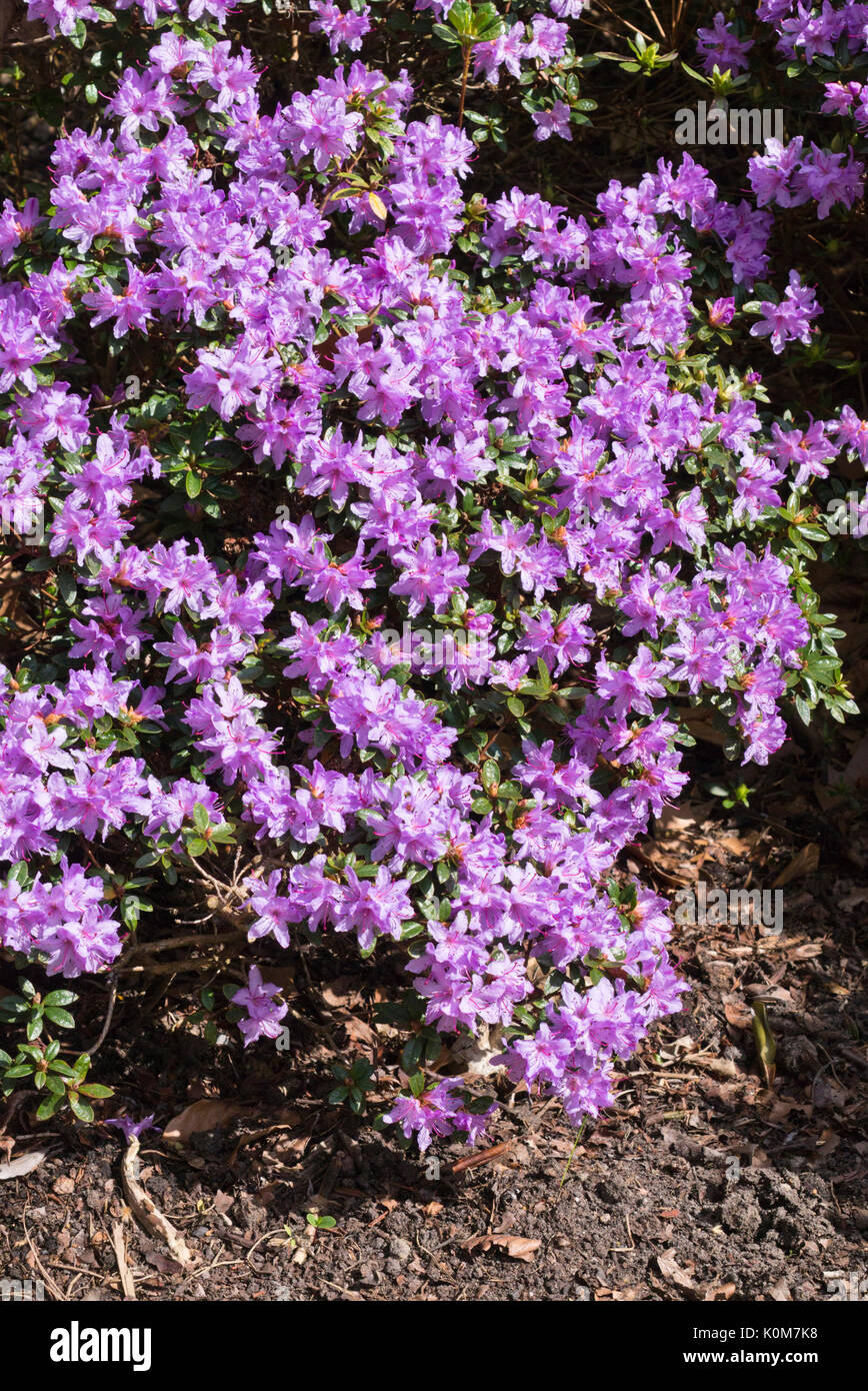 Dwarf purple rhododendron (Rhododendron impeditum 'Moorheim') Stock Photo