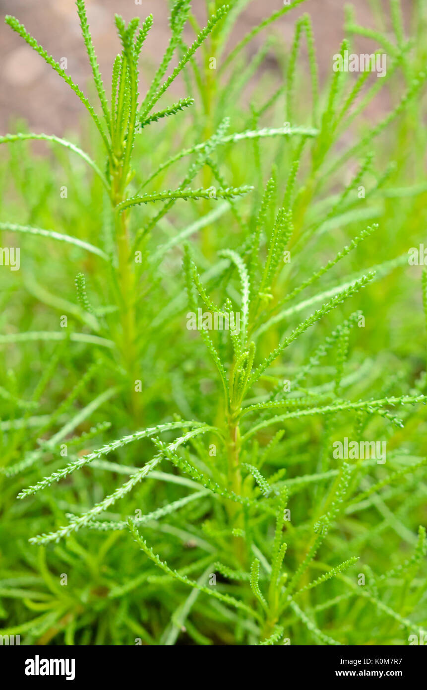 Green lavender cotton (Santolina rosmarinifolia 'Olivia') Stock Photo