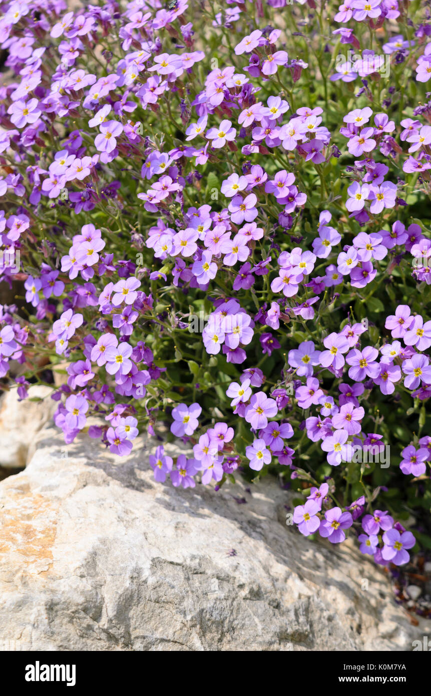 Aubrieta (Aubrieta pinardii) Stock Photo