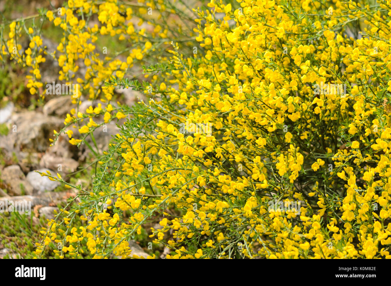 Provence broom (Cytisus purgans) Stock Photo
