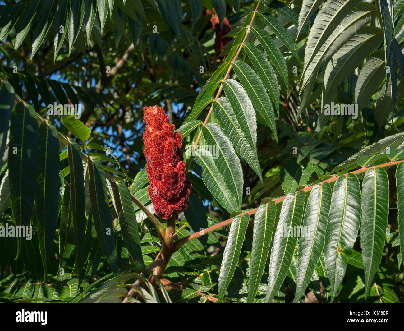 Sumac arbuste hires stock photography and images Alamy