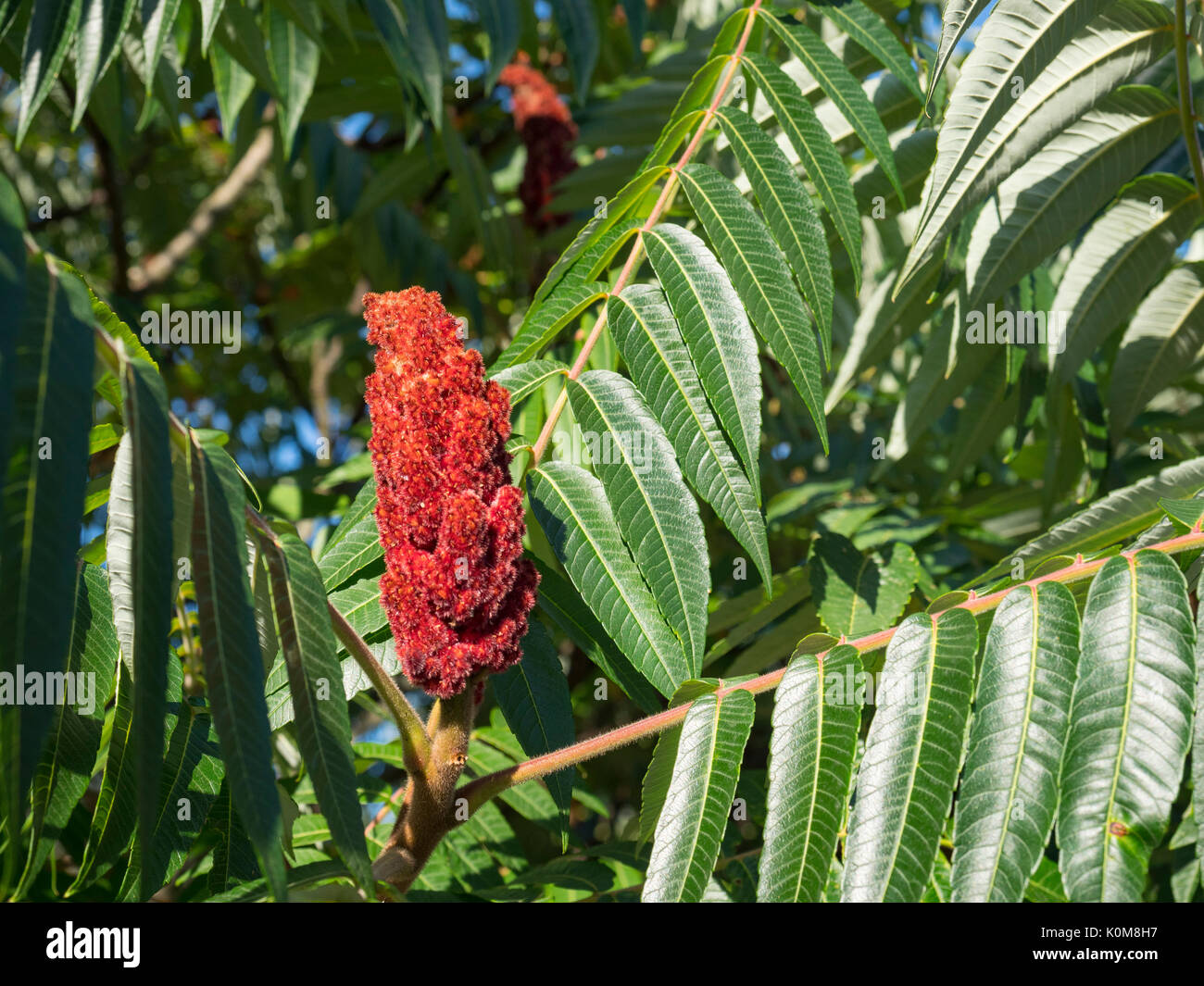 Staghorn sumac fruit rhus typhina hires stock photography and images Alamy