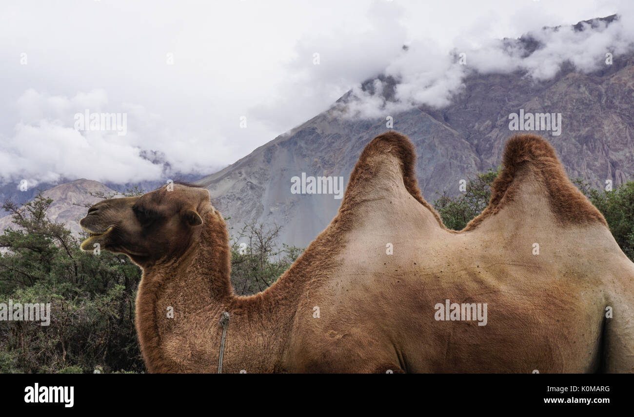 Rare two-humped camels standing on the hill in Nubra Valley, Ladakh, India. Stock Photo