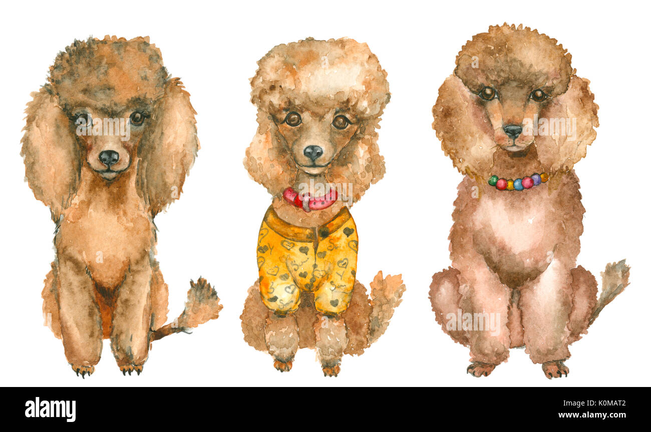 Hand drawn poodles Stock Photo