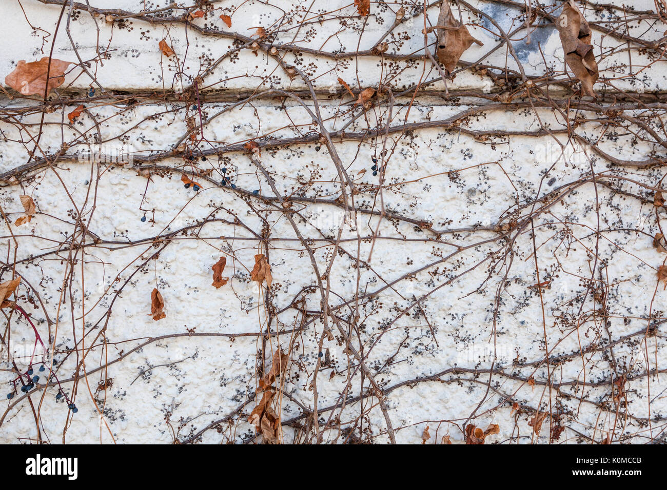 Dry shrubs growing over white painted concrete wall background pattern