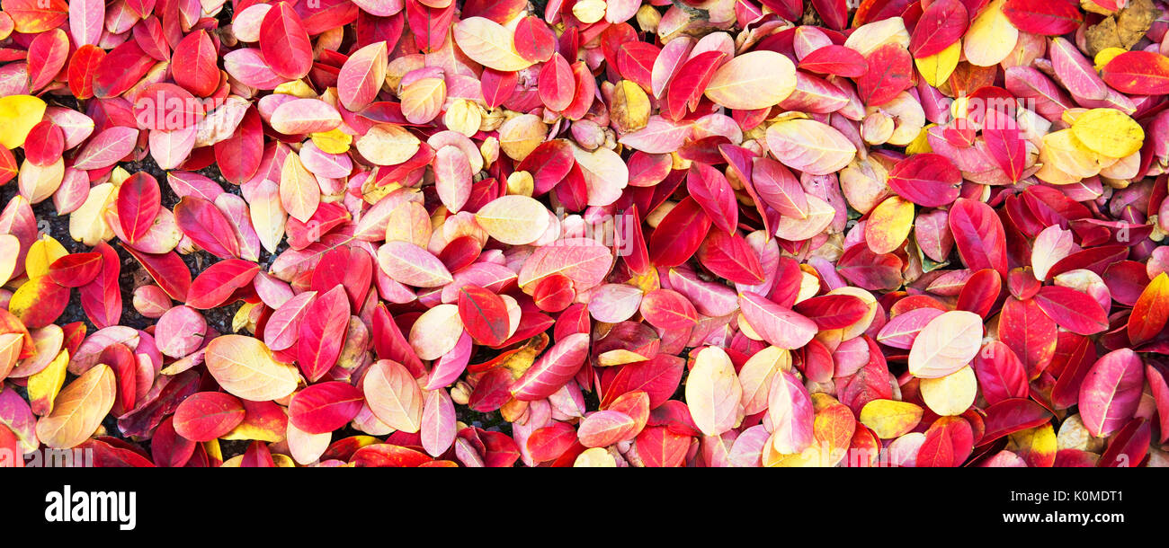Colorful autumnal leaves on the ground background, panoramic background, autumn concept Stock Photo