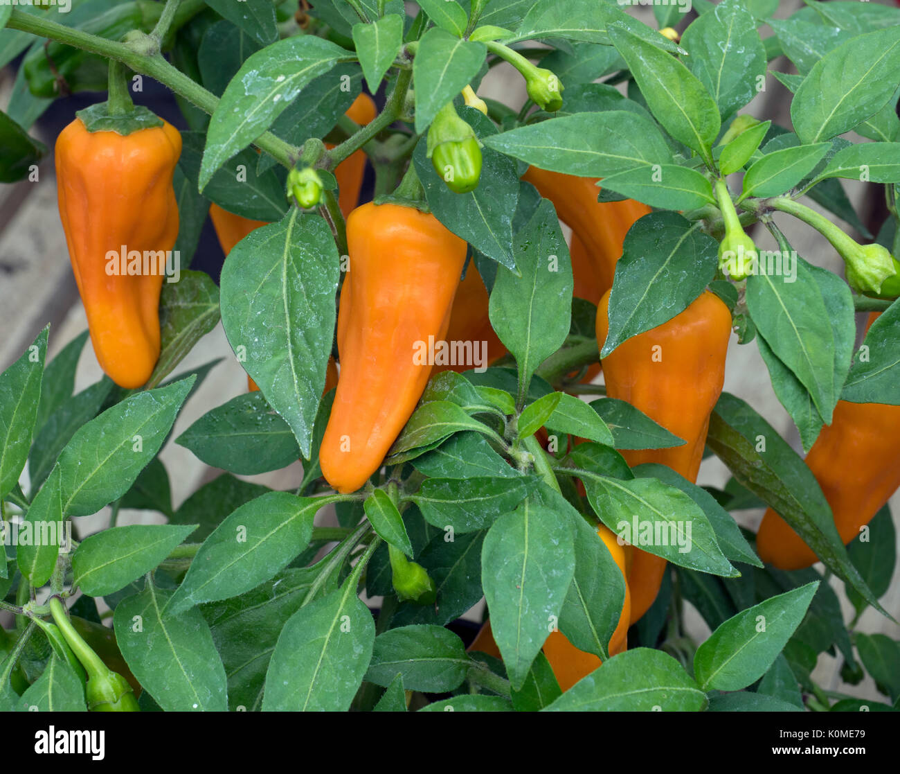 Chilli Pepper 'Cheyenne' F1 Hybrid (Hot) Capsicum annuum Stock Photo