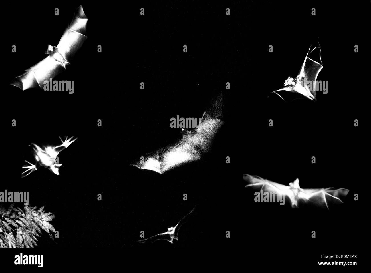 bats flying, kolkata, west Bengal, India, Asia Stock Photo Alamy