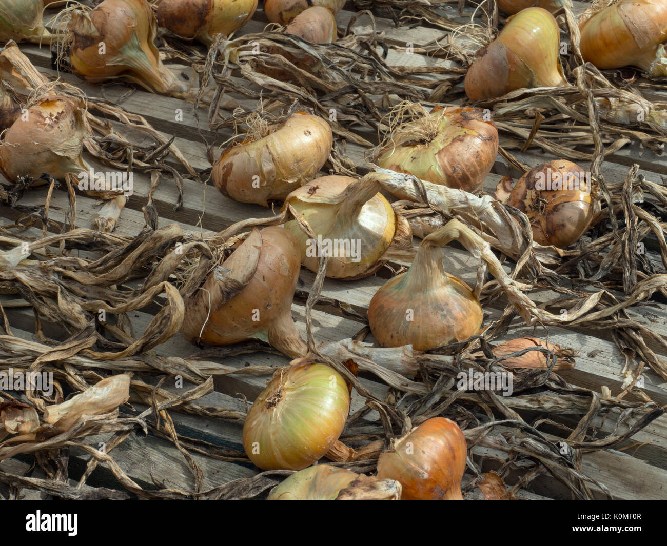 Home grown onions 'Stuttgarter' drying out in greenhouse Stock Photo