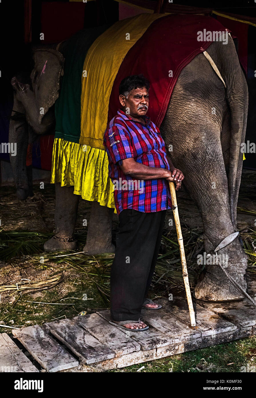 Elephant in circus india asia hi-res stock photography and images - Alamy