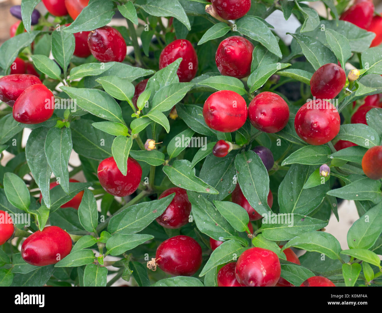 Scotch bonnet also known as bonney peppers or Caribbean red peppers Stock Photo