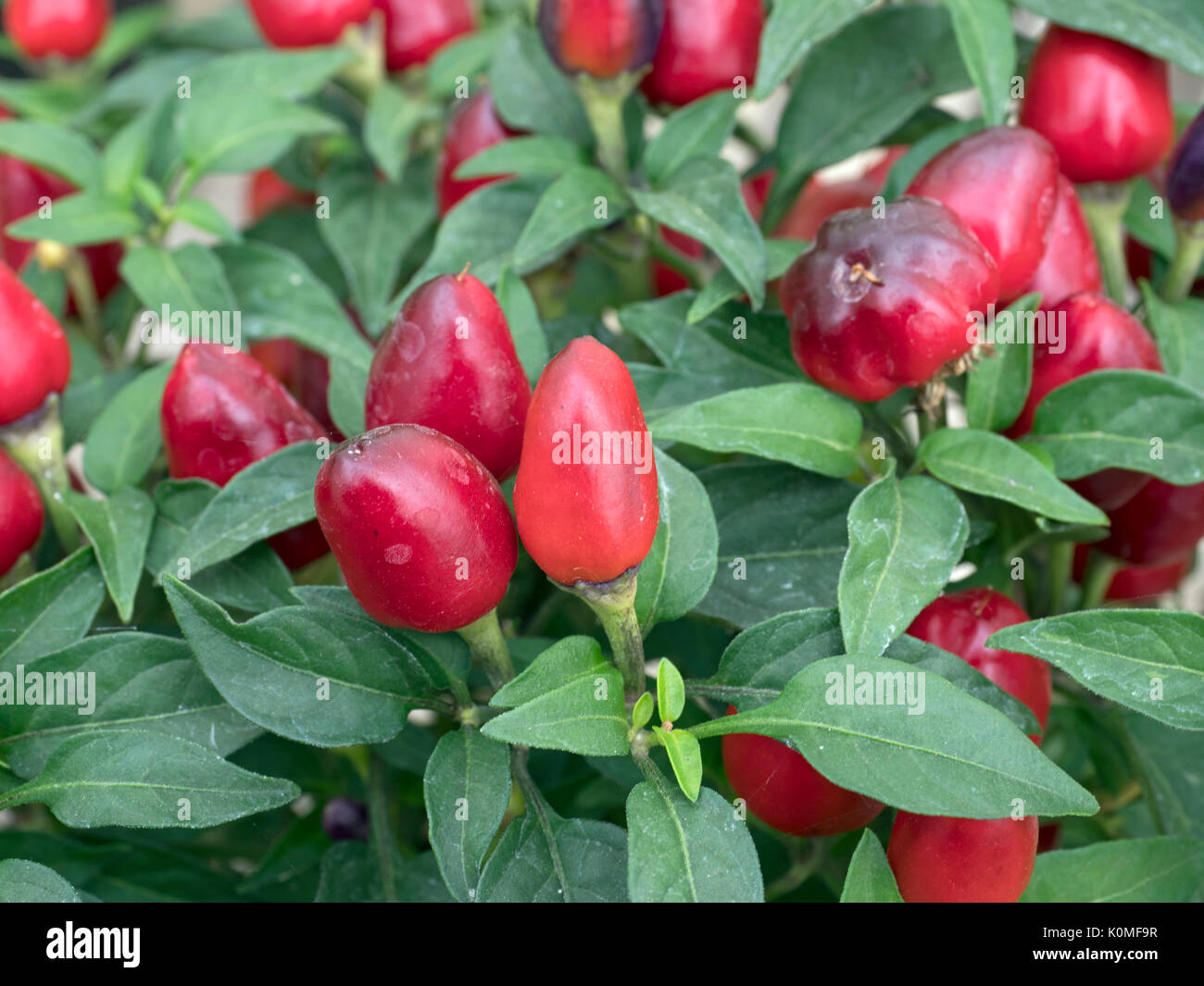 Scotch bonnet also known as bonney peppers or Caribbean red peppers Stock Photo