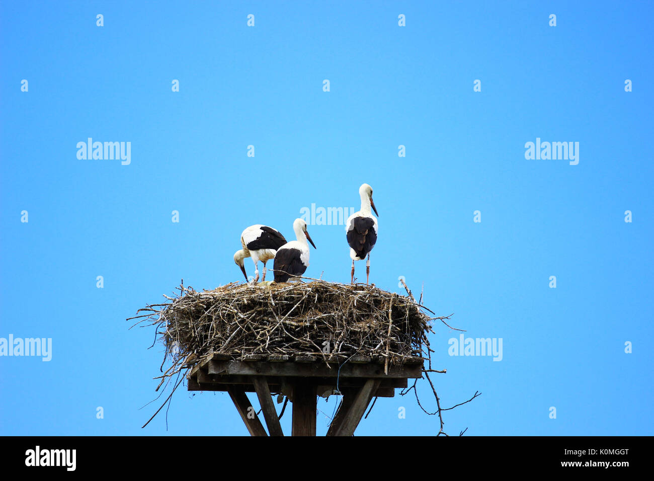 White storks in nest Stock Photo