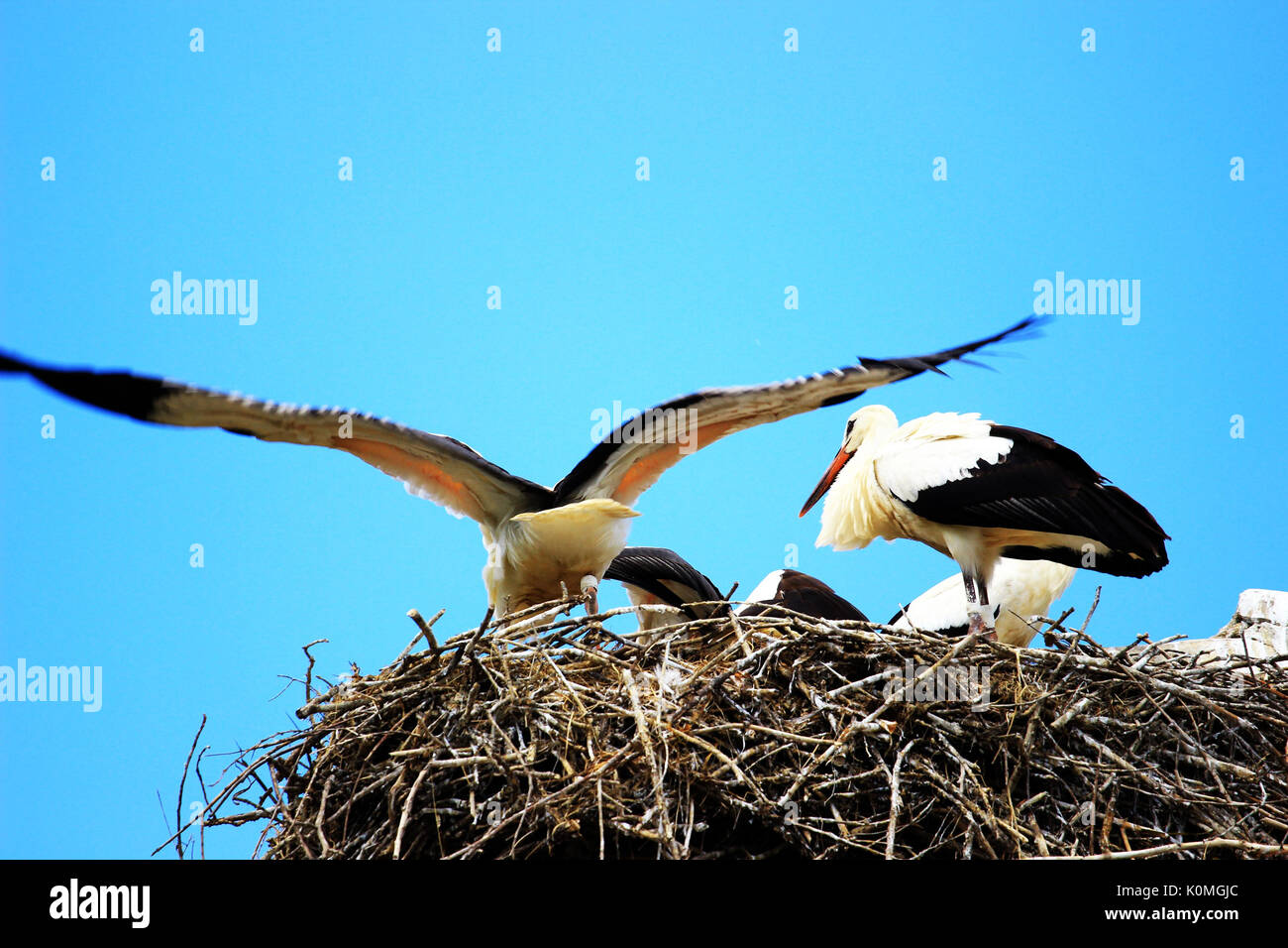 White storks preparing for migration in nest Stock Photo