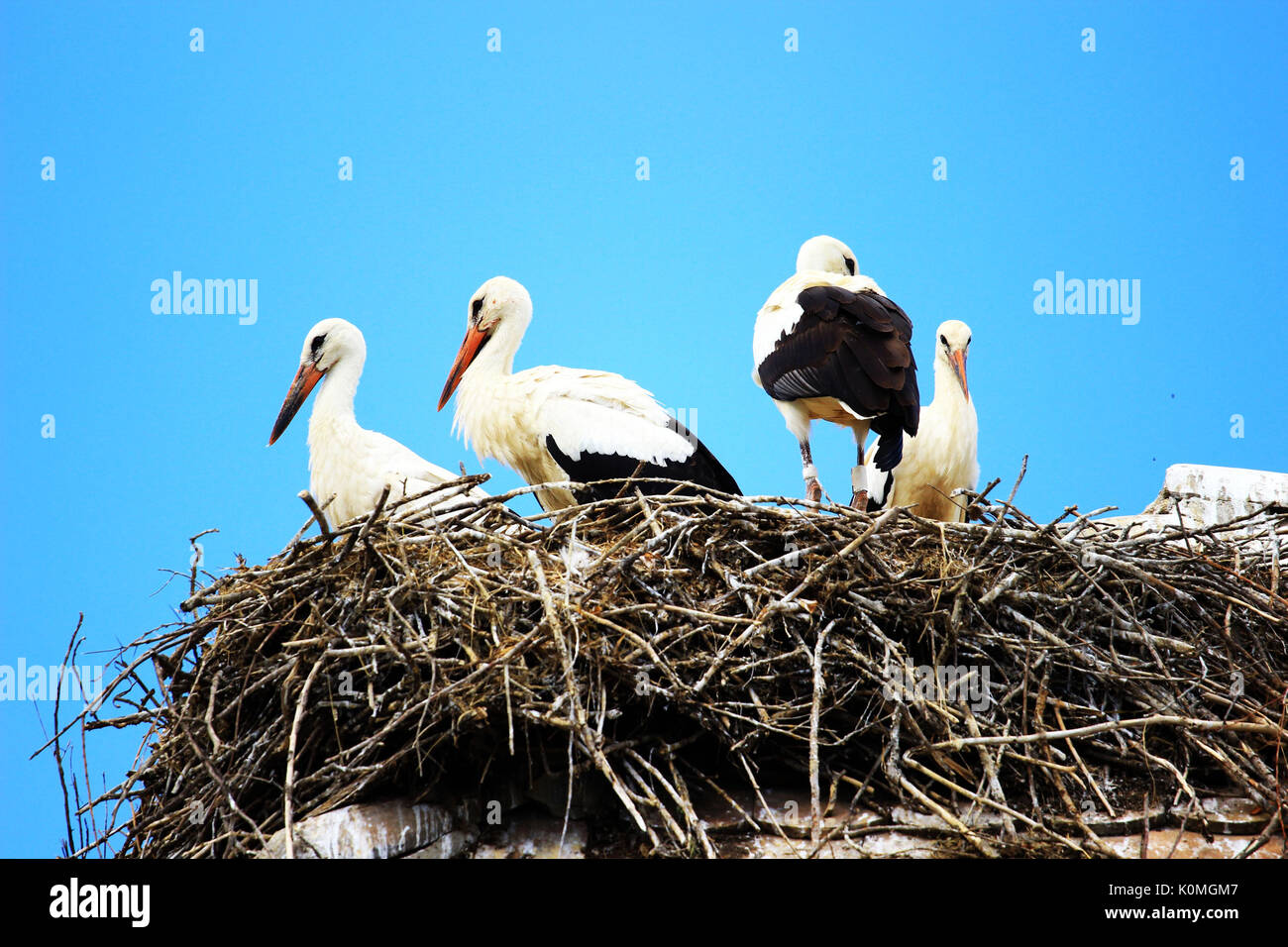 White storks in nest on house roof Stock Photo