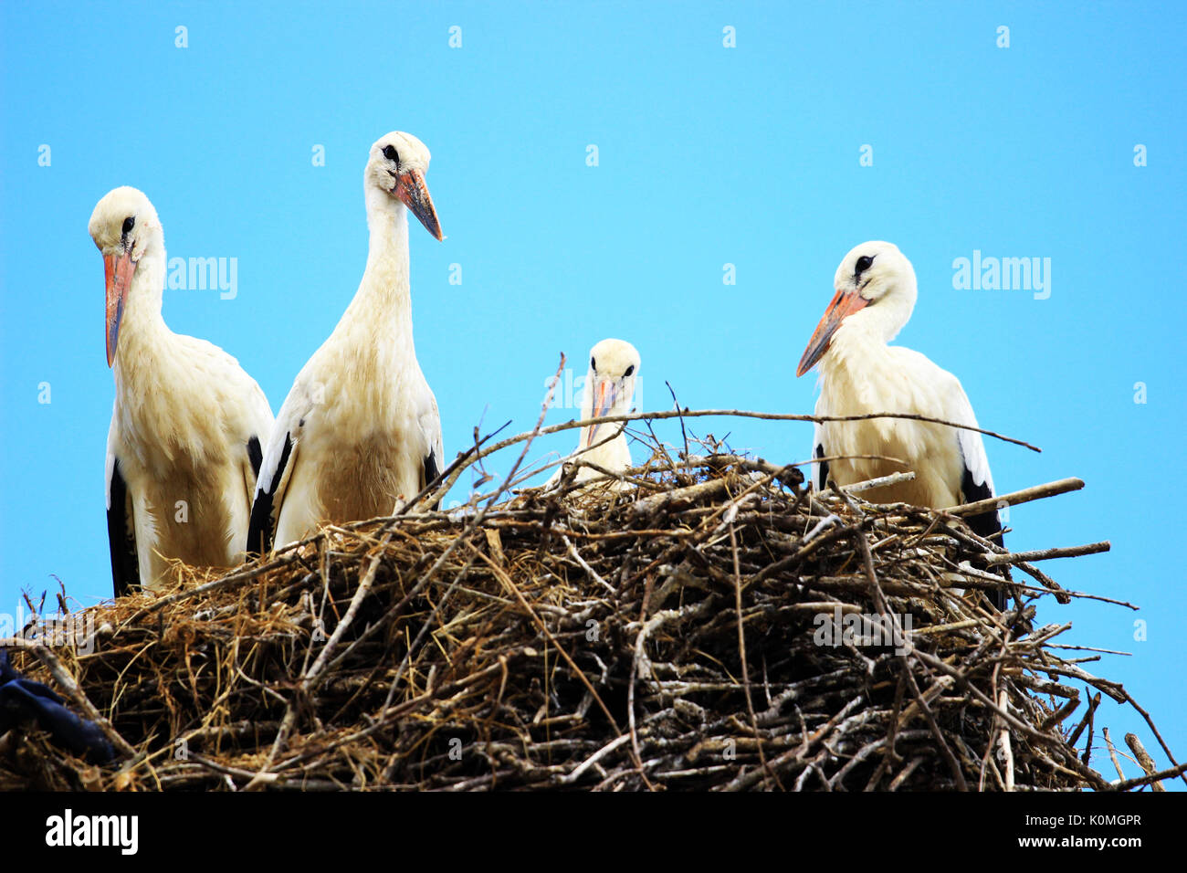 White storks in nest on house roof Stock Photo
