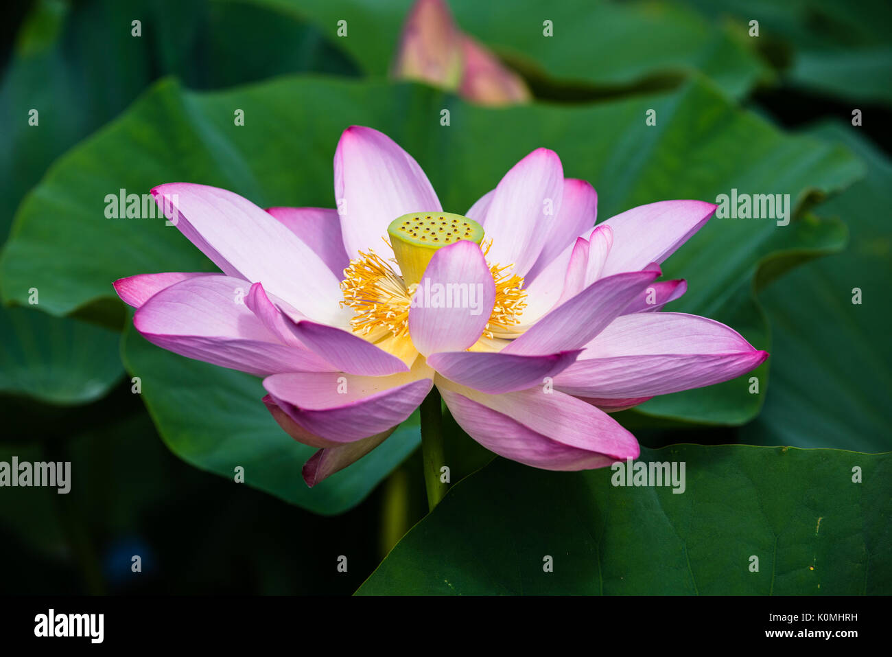 Big Vibrant Lotus Water Lilies Stock Photo