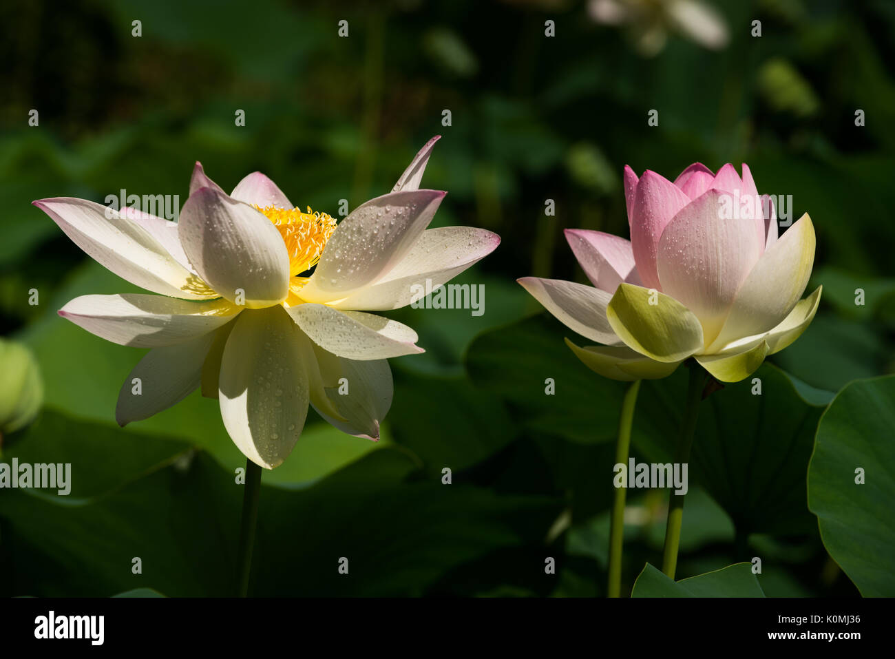 Big Vibrant Lotus Water Lilies Stock Photo