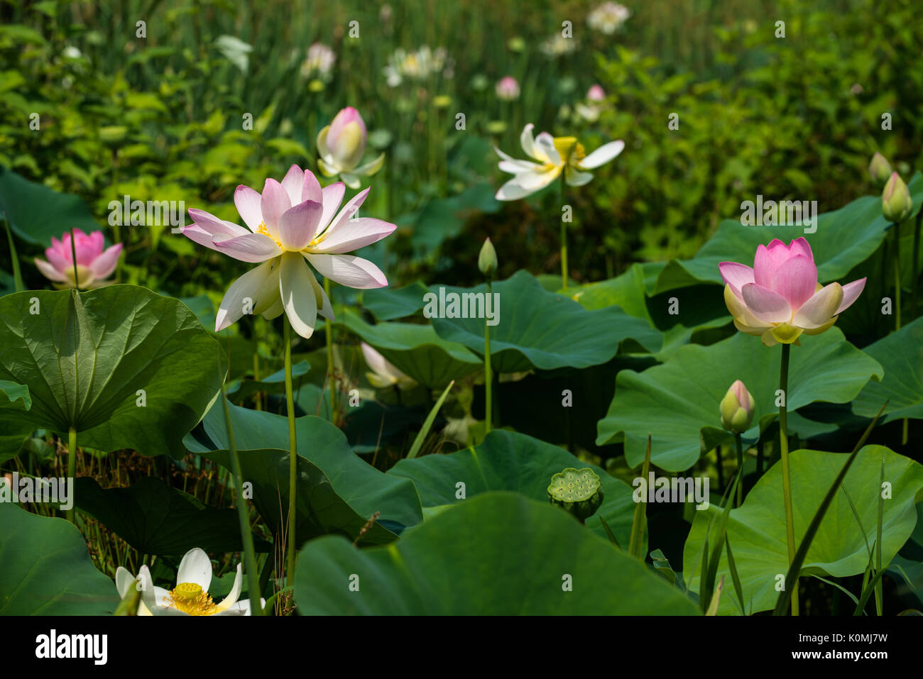 Big Vibrant Lotus Water Lilies Stock Photo - Alamy