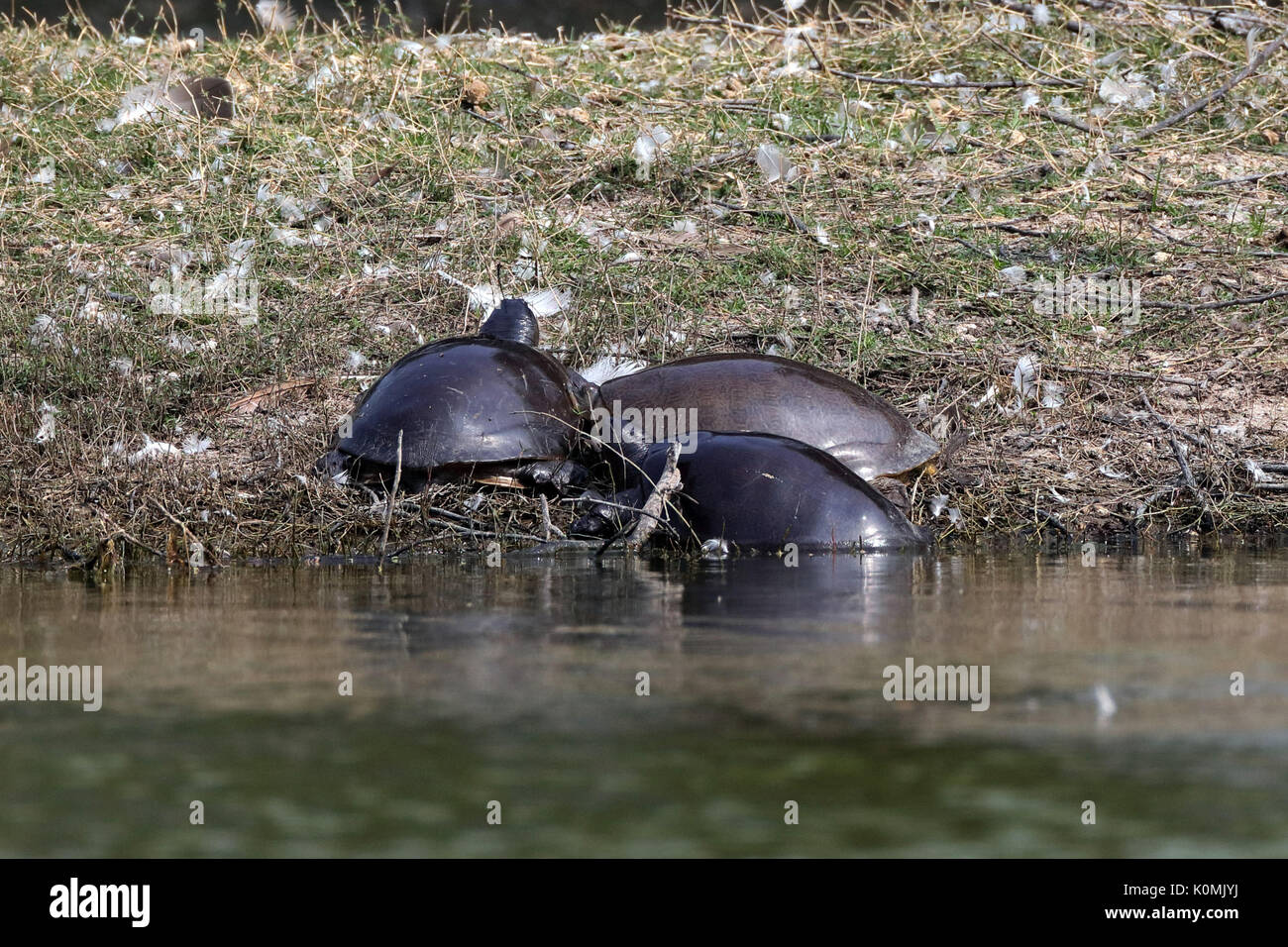 tortoise thol, Gujarat, India, Asia Stock Photo