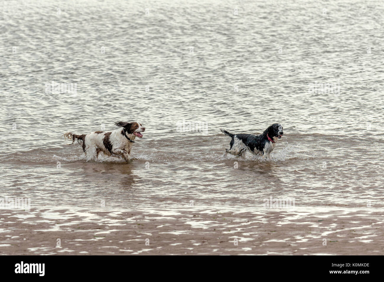 Who let the dogs out! Dogs on the beach exercising, playing, running, jumping and frolicking on beautiful summer's day on one of Devon's finest beach. Stock Photo