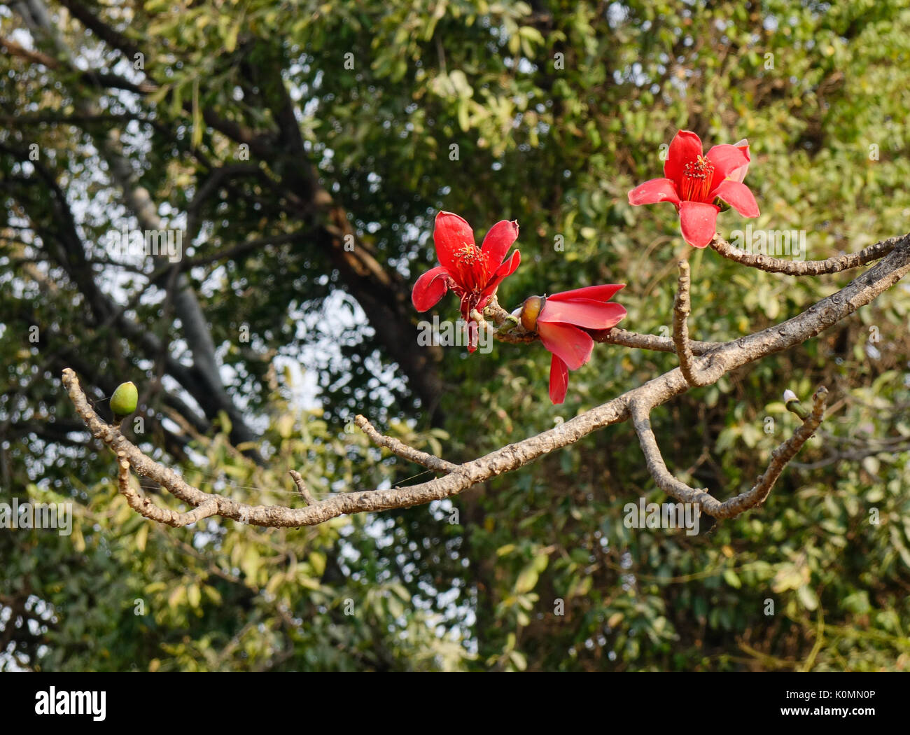 Blossom of the Red Silk Cotton Tree The Latin name is Bombax Ceiba
